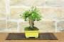 4 - Bonsai di Melograno (154)
