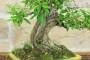 5 - Bonsai di Melograno (154)