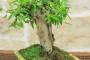 6 - Bonsai di Melograno (154)