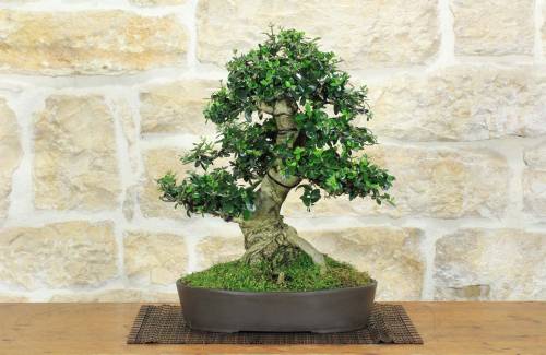 1 - Bonsai di Olivastro (293)