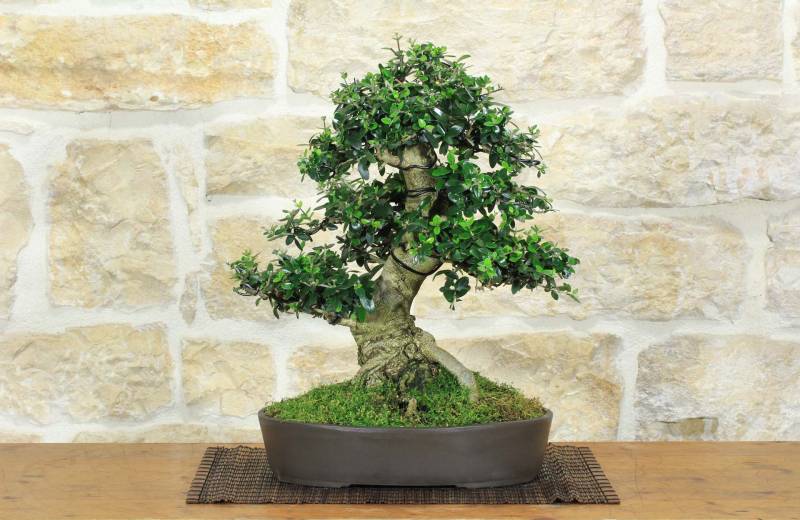 1 - Bonsai di Olivastro (293)