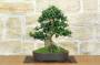 1 - Bonsai di Olivastro (293)