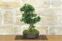 2 - Bonsai di Olivastro (293)