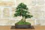 3 - Bonsai di Olivastro (293)
