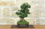 4 - Bonsai di Olivastro (293)