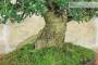 6 - Bonsai di Olivastro (293)