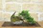 1 - Bonsai di Olivastro (295)