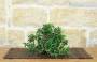 2 - Bonsai di Olivastro (295)
