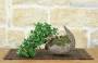 3 - Bonsai di Olivastro (295)