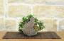 4 - Bonsai di Olivastro (295)