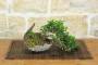 5 - Bonsai di Olivastro (295)