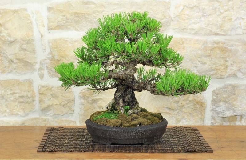 1 - Bonsai di Pino Nero Thunbergii (91)