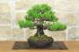 1 - Bonsai di Pino Nero Thunbergii (91)