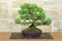2 - Bonsai di Pino Nero Thunbergii (91)