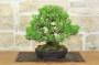 3 - Bonsai di Pino Nero Thunbergii (91)
