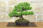 4 - Bonsai di Pino Nero Thunbergii (91)