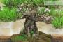 5 - Bonsai di Pino Nero Thunbergii (91)