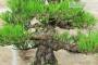 6 - Bonsai di Pino Nero Thunbergii (91)