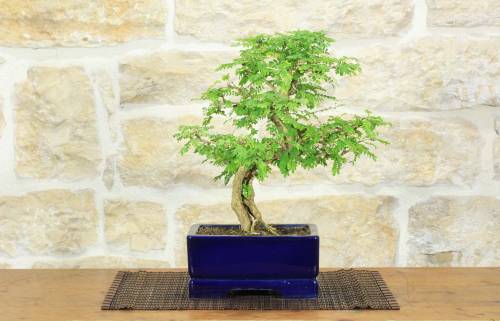 1 - Bonsai di Sesbania (8)