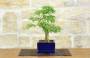 2 - Bonsai di Sesbania (8)