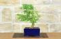 3 - Bonsai di Sesbania (8)
