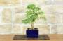 4 - Bonsai di Sesbania (8)