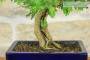5 - Bonsai di Sesbania (8)