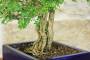 6 - Bonsai di Sesbania (8)