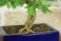 7 - Bonsai di Sesbania (8)