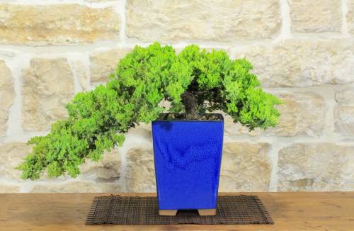 1 - Bonsai di Ginepro Procumbens (25)