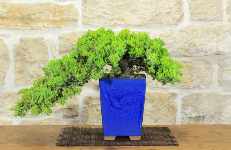 1 - Bonsai di Ginepro Procumbens (25)