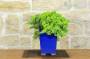 2 - Bonsai di Ginepro Procumbens (25)