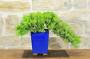 3 - Bonsai di Ginepro Procumbens (25)
