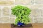 4 - Bonsai di Ginepro Procumbens (25)