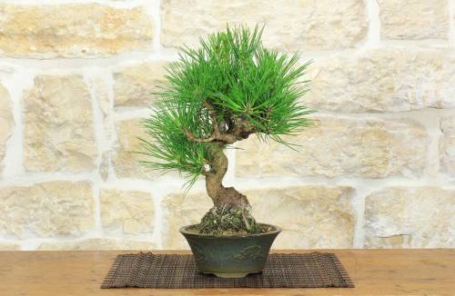 1 - Bonsai di Pino Nero Thunbergii (92)