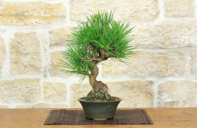 1 - Bonsai di Pino Nero Thunbergii (92)