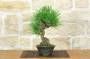 1 - Bonsai di Pino Nero Thunbergii (92)