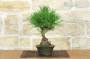 2 - Bonsai di Pino Nero Thunbergii (92)