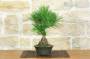 4 - Bonsai di Pino Nero Thunbergii (92)