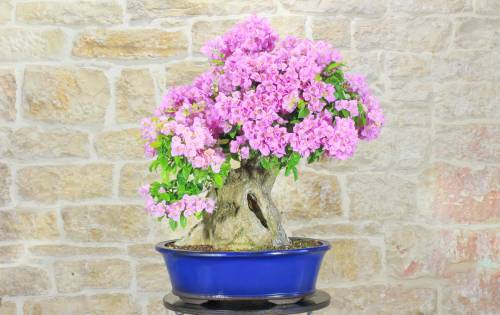 1 - Bonsai di Bougainvillea Sanderiana (141)