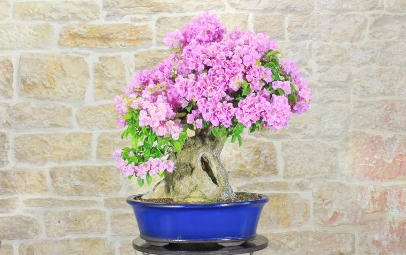 1 - Bonsai di Bougainvillea Sanderiana (141)