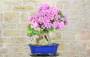 1 - Bonsai di Bougainvillea Sanderiana (141)