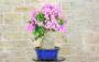 2 - Bonsai di Bougainvillea Sanderiana (141)
