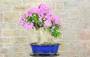 3 - Bonsai di Bougainvillea Sanderiana (141)