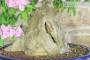 5 - Bonsai di Bougainvillea Sanderiana (141)
