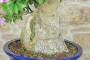 6 - Bonsai di Bougainvillea Sanderiana (141)