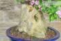 8 - Bonsai di Bougainvillea Sanderiana (141)