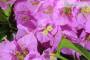 9 - Bonsai di Bougainvillea Sanderiana (141)
