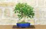 1 - Bonsai di Acero Tridente (36)