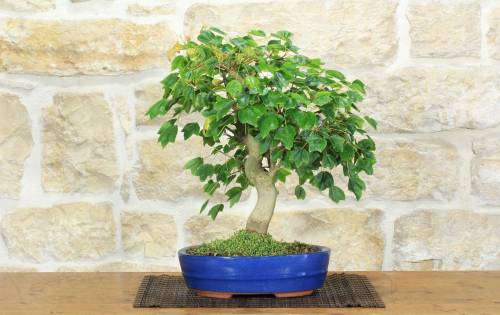 1 - Bonsai di Acero Tridente (36)